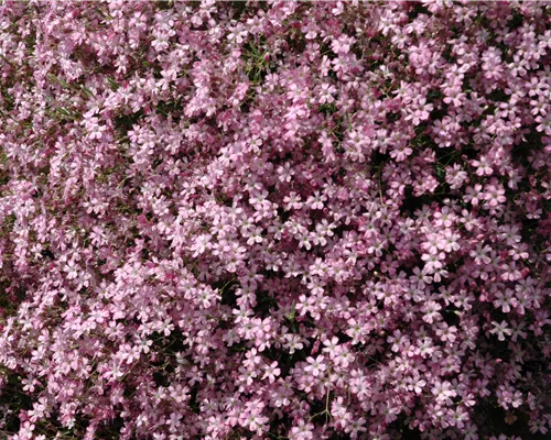 Gypsophila repens 'Rosea' Gypsophila repens 'Rosea'