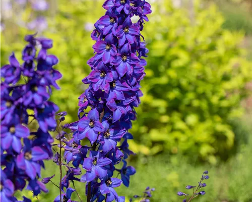 Delphinium Pacific 'Black Knight' Delphinium Pacific 'Black Knight'