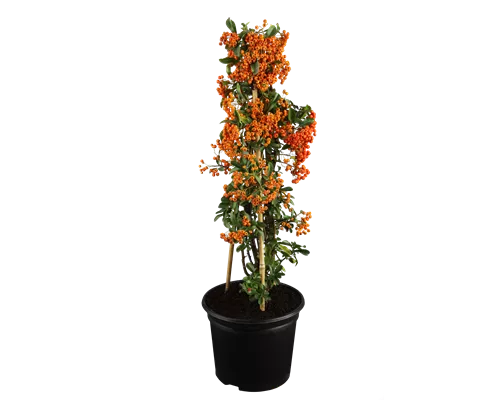 Pyracantha 'Red Column'