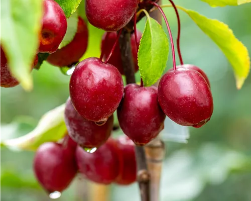 Malus 'Red Obelisk Malus 'Red Obelisk