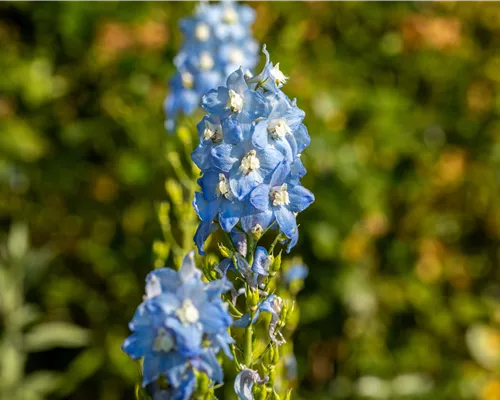 Delphinium Pacific 'Summer Skies' Delphinium Pacific 'Summer Skies'