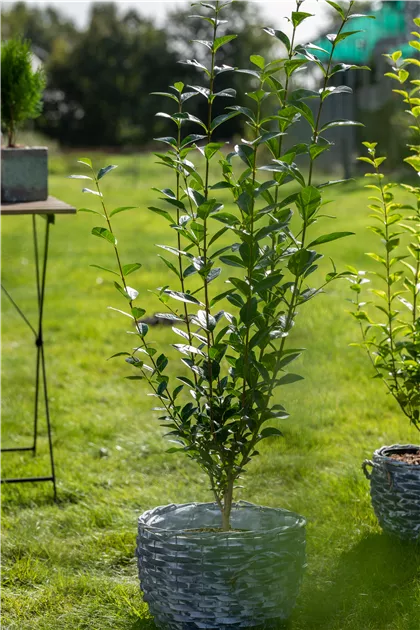 Ligustrum ovalifolium - Baumschule Teuffenbach