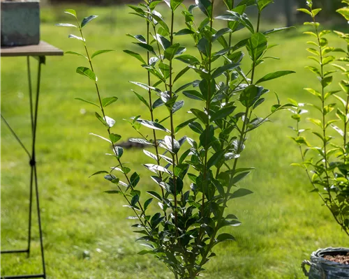 Ligustrum ovalifolium Ligustrum ovalifolium