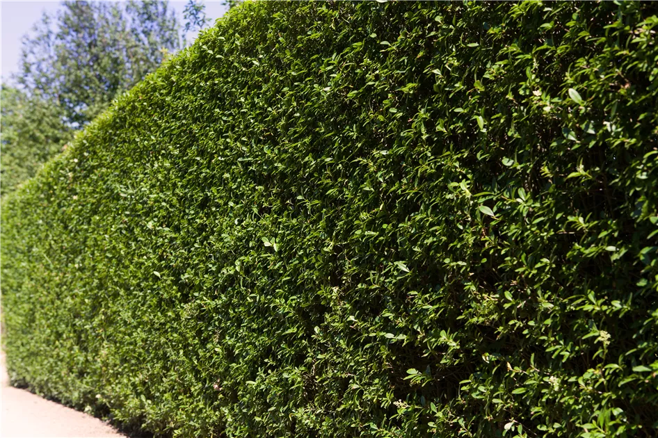 planting verbena Aloysia main image 1