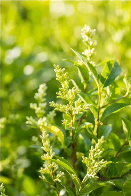 Ligustrum ovalifolium - Baumschule Teuffenbach