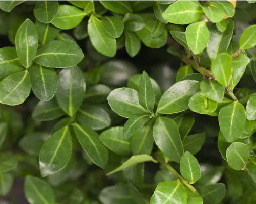 Ilex crenata Ilex crenata