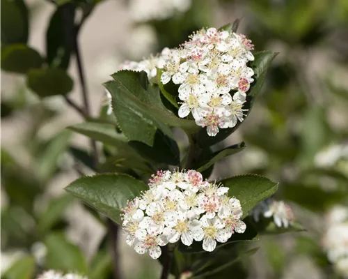 Aronia melanocarpa 'Hugin'