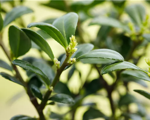 Ilex crenata 'Dark Green' -R- Ilex crenata 'Dark Green' -R-