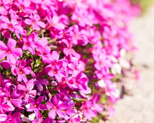 Phlox douglasii 'Crackerjack' Phlox douglasii 'Crackerjack'