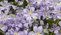 Italienische Waldrebe, violettpurpu
