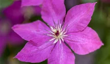 Italienische Waldrebe, violettpurpu