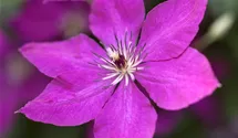 Italienische Waldrebe, violettpurpu