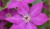 Italienische Waldrebe, violettpurpu