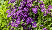 Italienische Waldrebe, violettpurpu