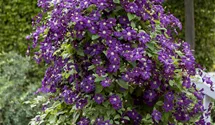 Italienische Waldrebe, violettpurpu