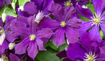 Italienische Waldrebe, violettpurpu
