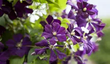 Italienische Waldrebe, violettpurpu