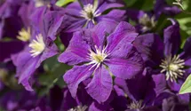 Italienische Waldrebe, violettpurpu
