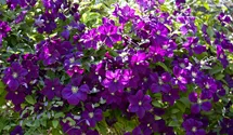Italienische Waldrebe, violettpurpu