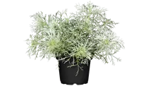 Edelraute