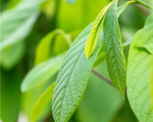 Asimina triloba Asimina triloba