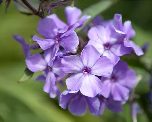 Phlox paniculata 'Blue Paradise' Phlox paniculata 'Blue Paradise'