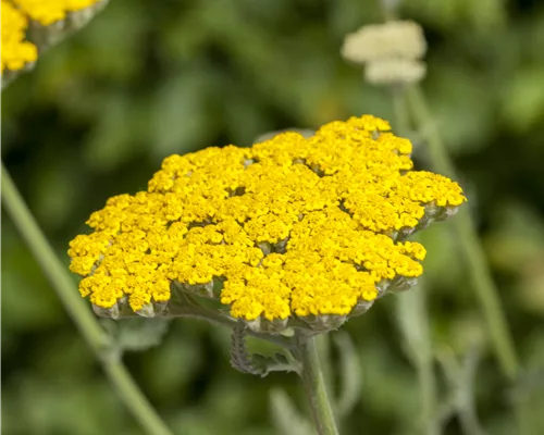 Achillea filipendulina 'Coronation Gold' Achillea filipendulina 'Coronation Gold'