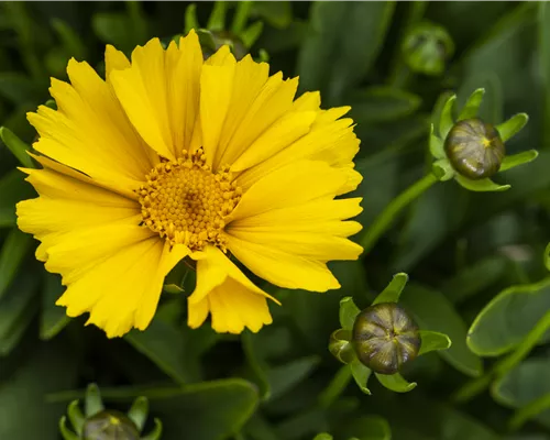 Coreopsis lanceolata 'Goldtaler' Coreopsis lanceolata 'Goldtaler'