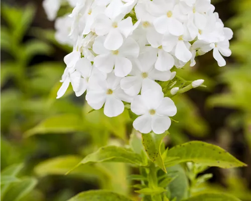 Phlox paniculata 'Fujiyama' Phlox paniculata 'Fujiyama'