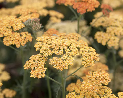 Achillea millefolium 'Terracotta'