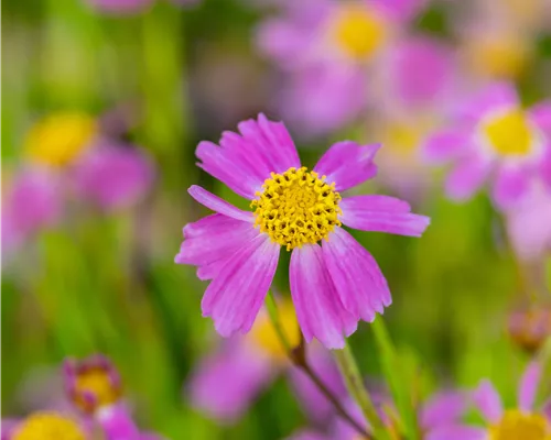 Coreopsis rosea 'American Dream'