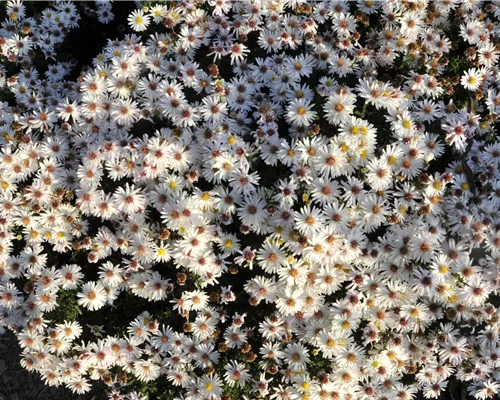 Aster dumosus 'Kristina'