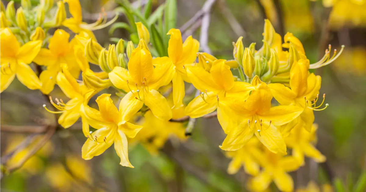 Rhododendron lut. 'Anneke' - Baumschule Teuffenbach