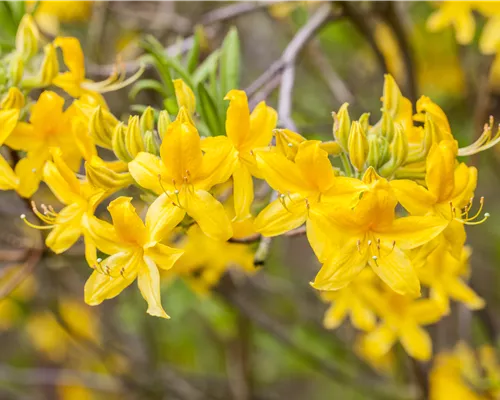 Rhododendron lut. 'Anneke' Rhododendron lut. 'Anneke'