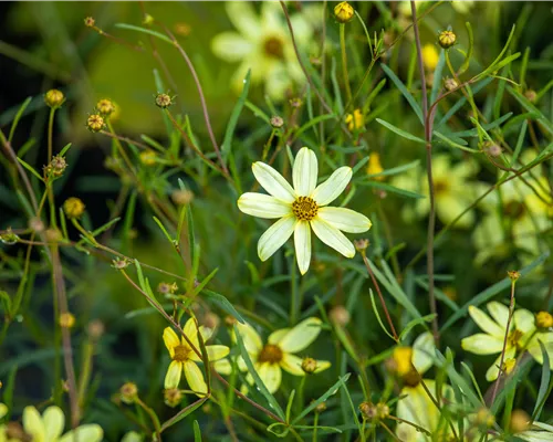 Coreopsis verticillata 'Moonbeam' Coreopsis verticillata 'Moonbeam'