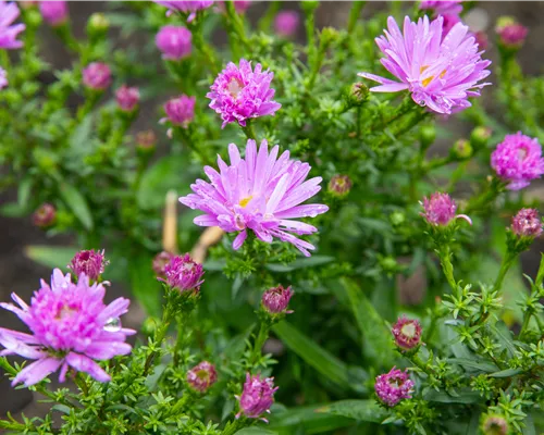 Aster dumosus 'Prof. Anton Kippenberg'