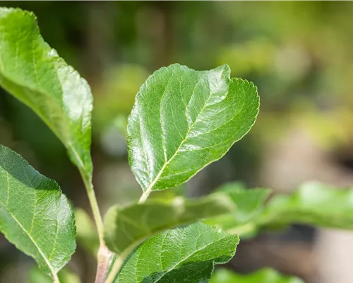 Malus 'Santana' CAC