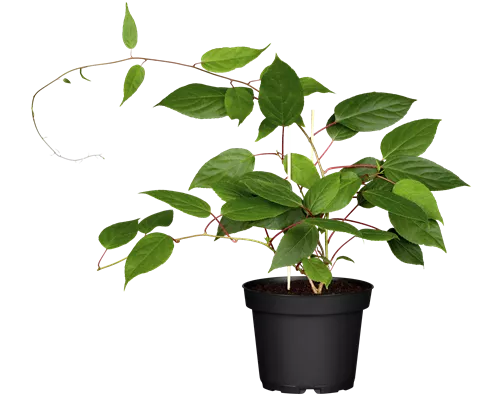 Actinidia arguta 'Ken´s Red' Actinidia arguta 'Ken´s Red'