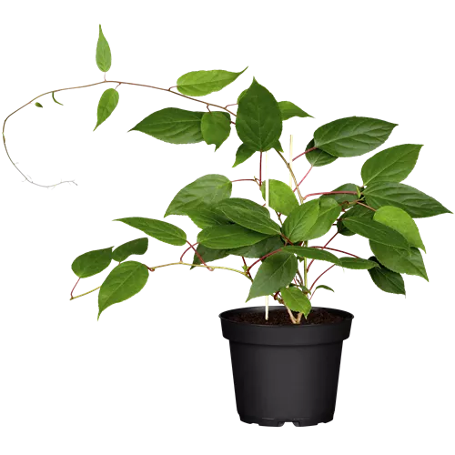 Actinidia arguta 'Ken´s Red' Actinidia arguta 'Ken´s Red'