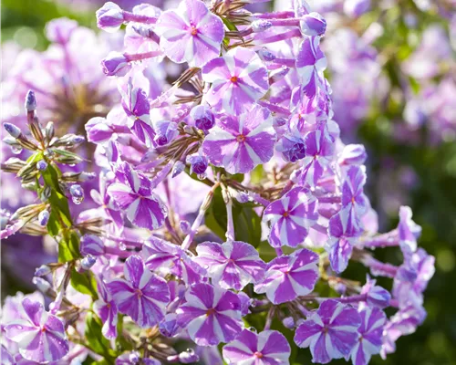 Phlox subulata 'Candy Stripes' Phlox subulata 'Candy Stripes'
