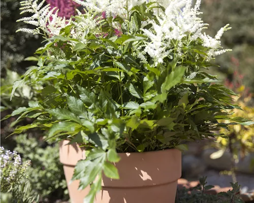 Astilbe x arendsii 'Brautschleier'