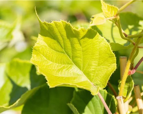 Actinidia chinensis 'Jenny' Actinidia chinensis 'Jenny'