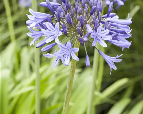 Agapanthus africanus Agapanthus africanus