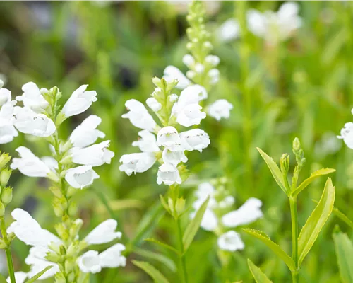 Physostegia virginiana 'Schneekrone' Physostegia virginiana 'Schneekrone'