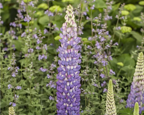 Lupinus polyphyllus, Mix Lupinus polyphyllus, Mix