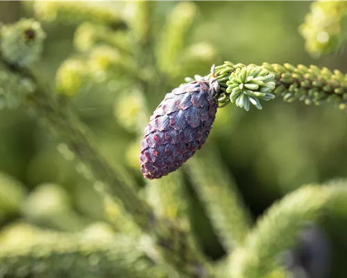 Picea orientalis Picea orientalis
