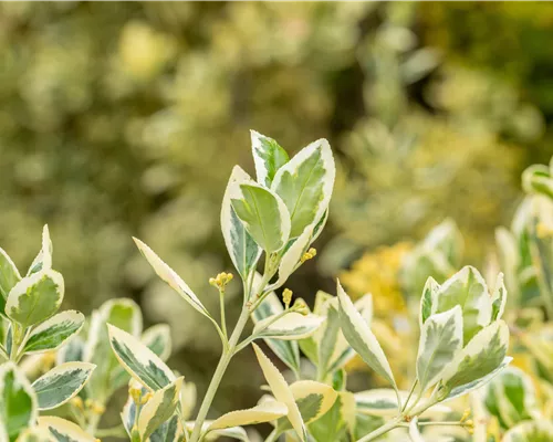 Euonymus japonicus 'Bravo' Euonymus japonicus 'Bravo'
