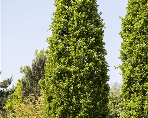 Quercus robur 'Fastigiata Koster' Quercus robur 'Fastigiata Koster'