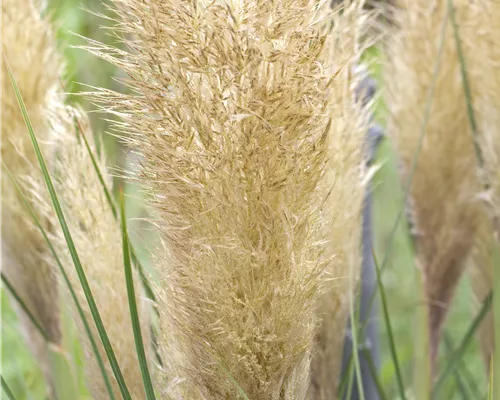 Cortaderia selloana