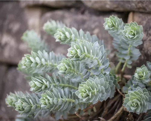 Euphorbia myrsinites Euphorbia myrsinites